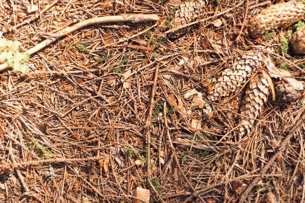 Pine Needles Removal in Little Rock
