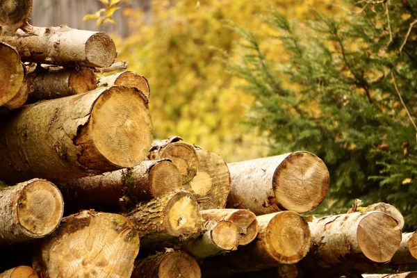 Wood Pile Removal in Little Rock