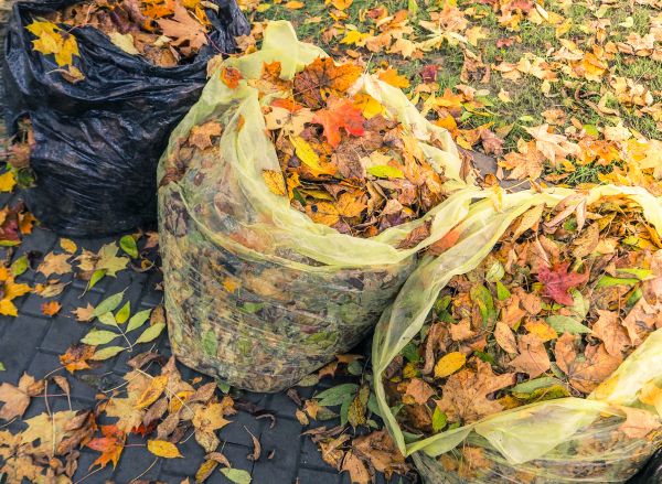 Yard Cleanup Service in Little Rock