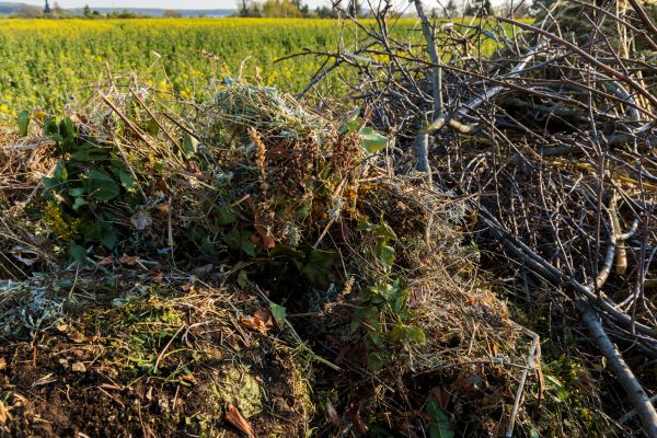 Brush Disposal in Little Rock