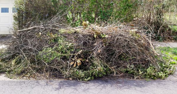 Tree Limb Cleanup in Little Rock