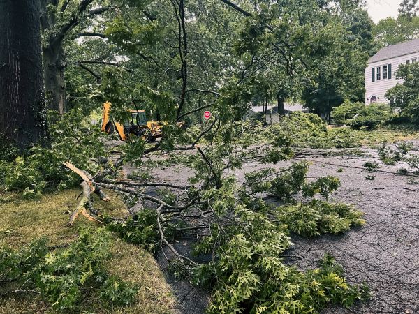 Tree Branch Disposal in Little Rock