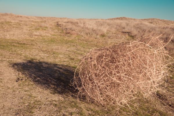 Tumbleweed Removal in Little Rock