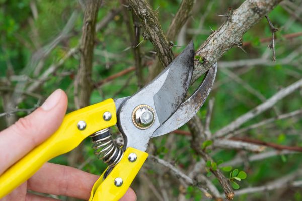 Limbs Removal in Little Rock