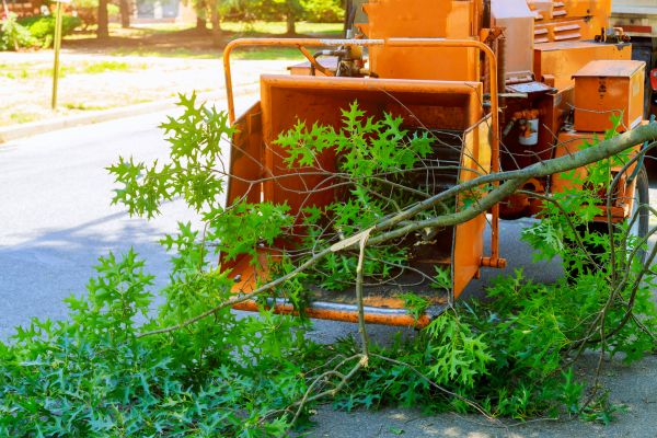Tree Branches Removal in Little Rock