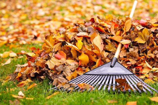 Yard Leaf Removal in Little Rock