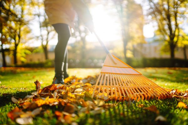 Leaves Raking in Little Rock