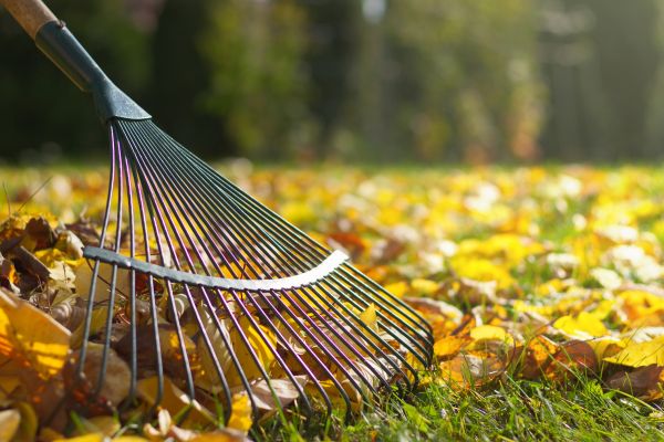 Leaf Removal in Little Rock