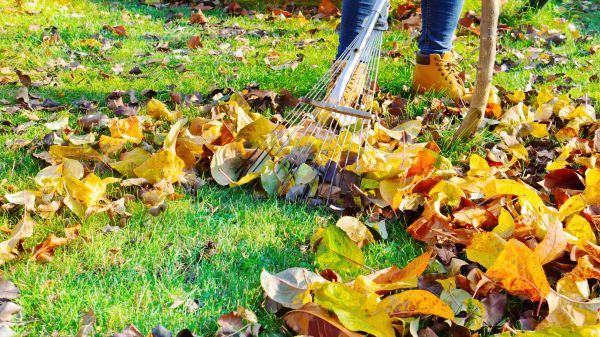 Lawn Cleanup Service in Little Rock