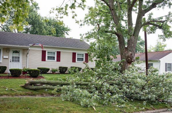 Fallen Branch Removal in Little Rock