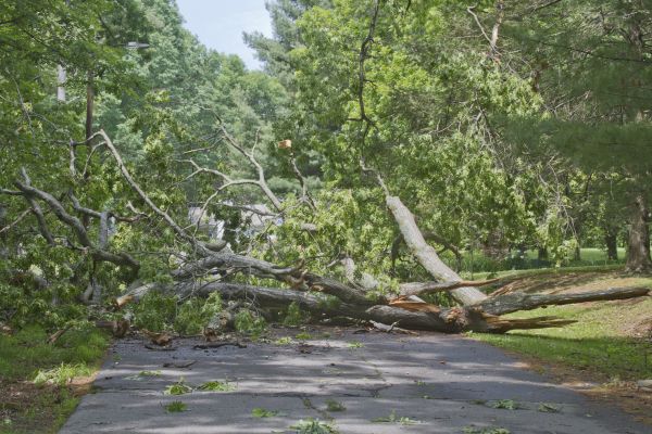 Tree Debris Removal in Little Rock